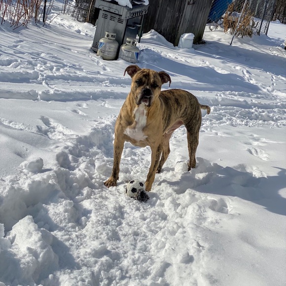 Meet your Posher, Anne - Picture 1 of 1